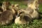 Cute ducks,Â Group of little yellow ducklings, Household